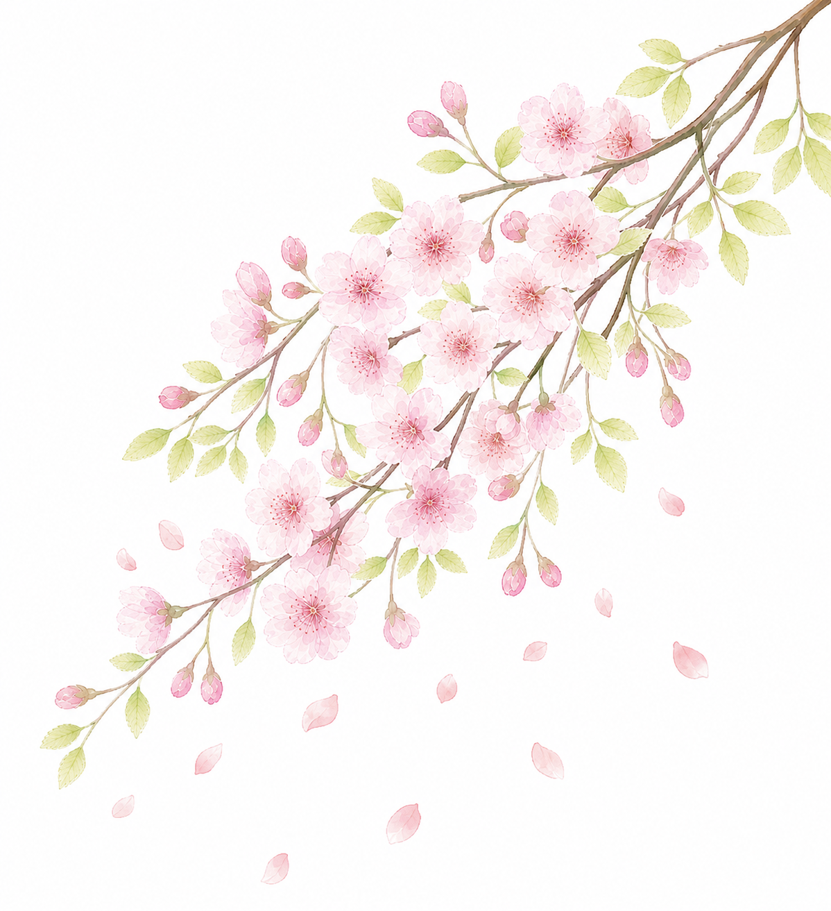 参考第二张图的效果：樱花枝条从右上方向左下方垂落，花朵密集簇拥… - 图片创意预览
