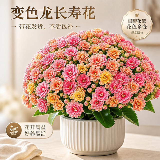 增加更多盛开的花朵，让花开得更密集更繁茂，花苞更多地绽放成盛开状态，整体花量更饱满丰盛，保持原有花朵的颜色渐变和风格不变，保持花盆和叶片不变