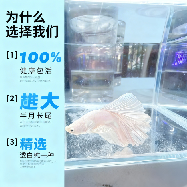 [主图 5] 产品优势数据图
[氛围/风格] 简洁专业，清晰直观，真实自然。
[画面元素] 透白斗鱼主体位于画面右侧，左侧区域竖排展示三个核心优势数据，每个优势配大数字加小字说明。背景保持干净透亮，不预览效果