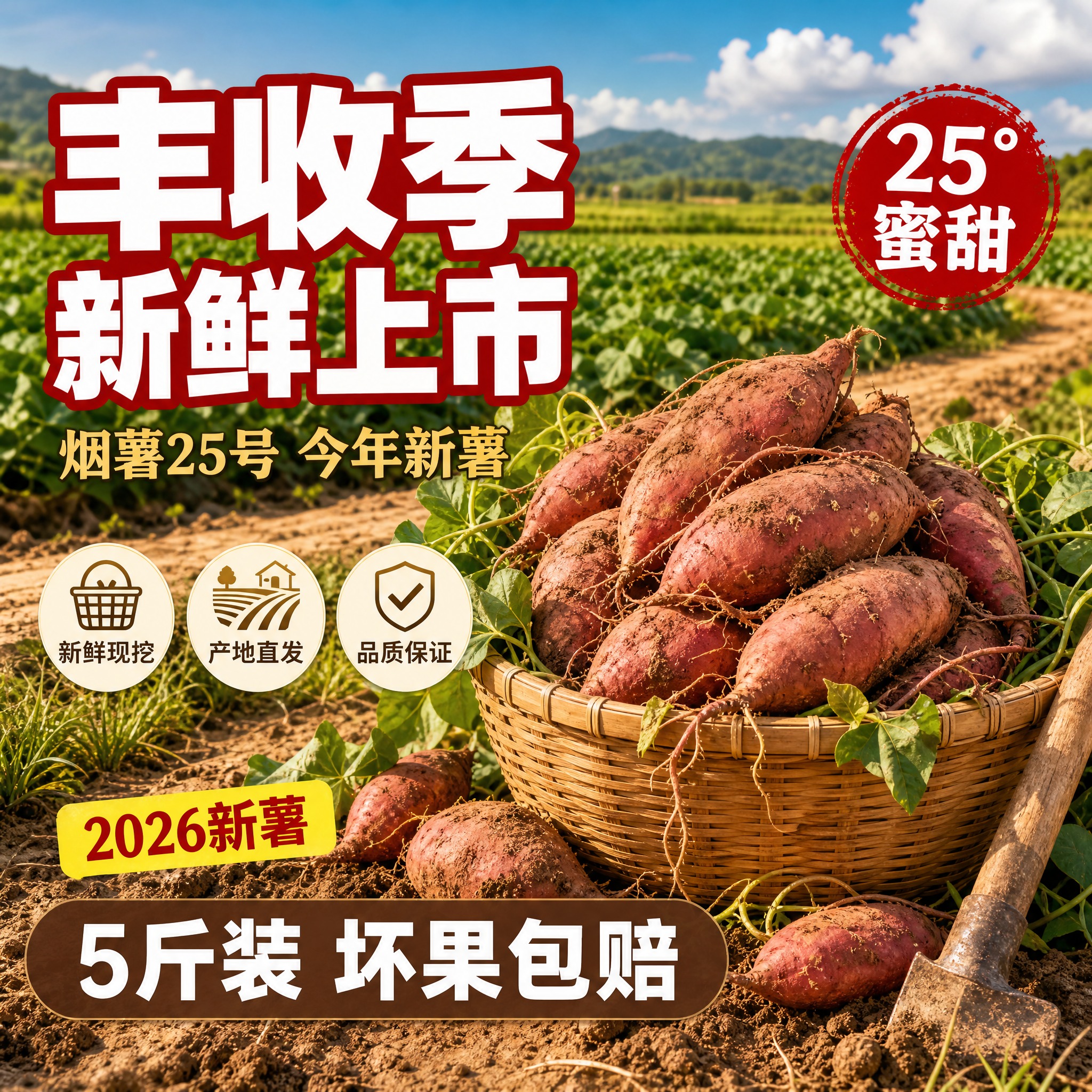[主图-丰收竹筐款] 烟薯25蜜薯电商主图，田间丰收场景风格，… - 图片创意预览