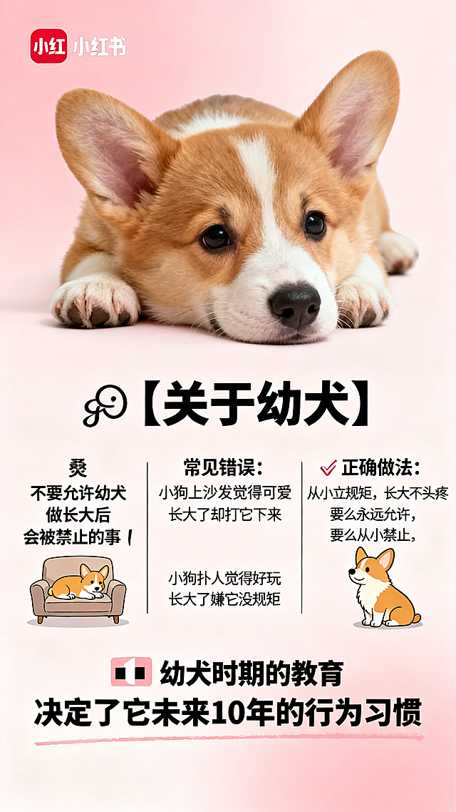 小红书养狗知识笔记封面图片，暖色系温馨风格，背景是可爱的柯基幼犬图片，图片清晰干净，将以下文字完整清晰地展示在画面中："🐶 【关于幼犬】🔸 不要允许幼犬做   长大后会被禁止的事❌ 常见错误：   小狗上沙发觉得可爱   长大了却打它下来   小狗扑人觉得好玩   长大了嫌它没规矩✅ 正确做法：   从小立规矩，长大不头疼   要么永远允许，要么从小禁止💡 幼犬时期的教育   决定了它未来10年的行为习惯"，文字排版清晰易读，适合作为小红书竖版封面，整体风格温暖治愈
