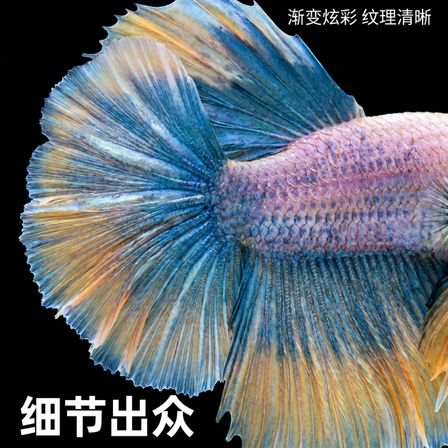 [主图 3] 泰国半月斗鱼细节特写展示图。
[氛围风格] 微距细节展示，真实质感突出品种优势；
[画质] 商业微距摄影质感、光线通透、纹理清晰、画面干净高级、极致真实质感。
[元素] 放大特写斗鱼鳞片预览效果