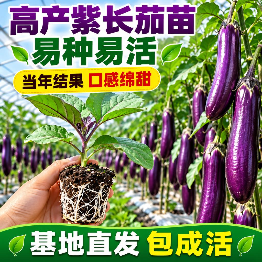 基于参考图生成淘宝天猫1:1电商主图，商品为高产紫长茄苗。保留… - 图片创意预览