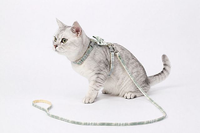 将图中的白色毛绒玩具猫替换为一只真实的银渐层猫咪，保持半蹲坐姿和朝向角度不变，身上仍然佩戴同款绿白格子胸背带牵引绳（含蝴蝶结、灰色塑料卡扣、金属挂钩和牵引绳，牵引绳自然垂落在地面），背景为纯白色，产品摄影风格，光线均匀柔和，高清细节