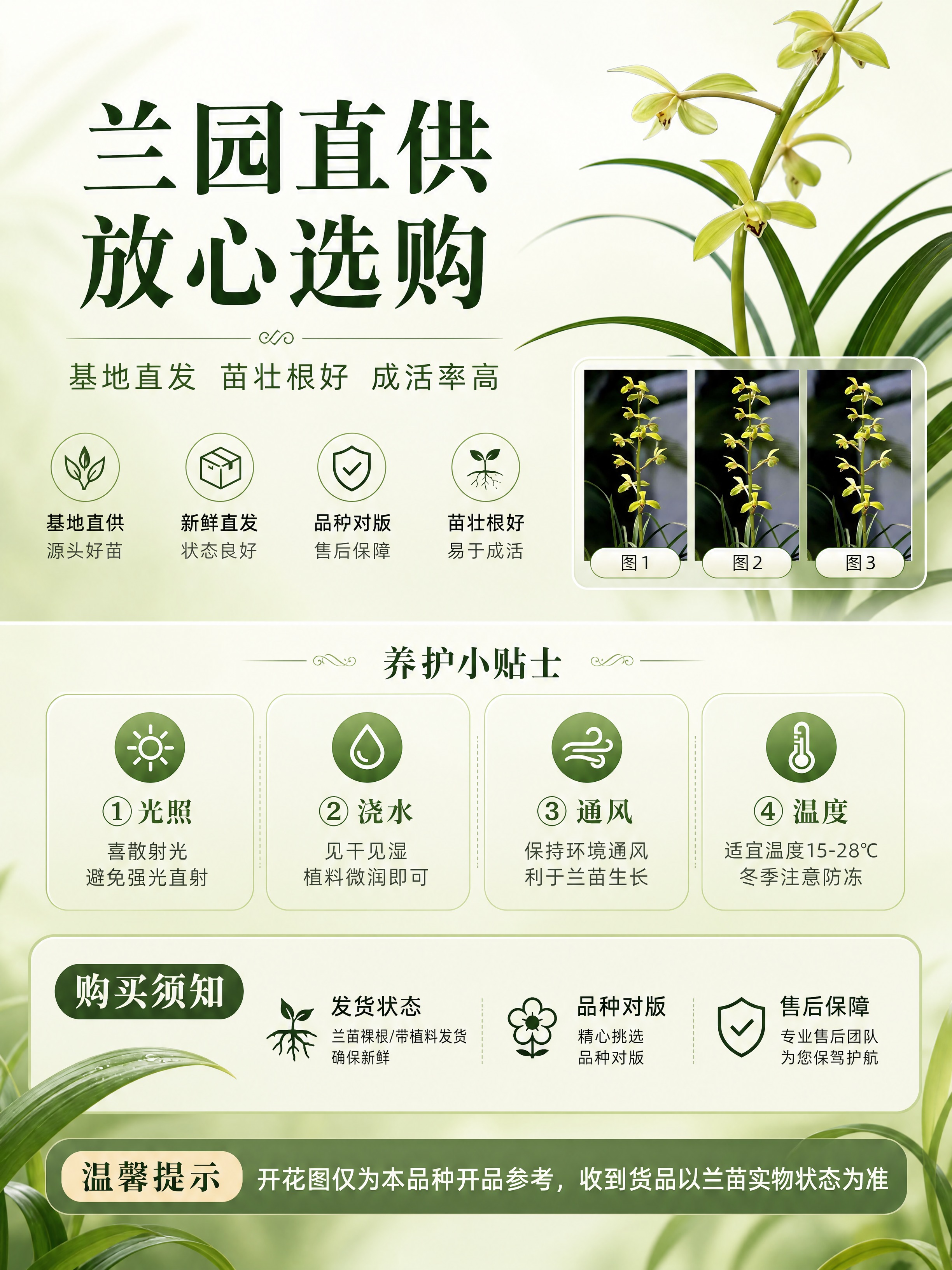 [商品] 使用【图1】【图2】【图3】蕙兰解佩开花图；商品处理… - 图片创意预览