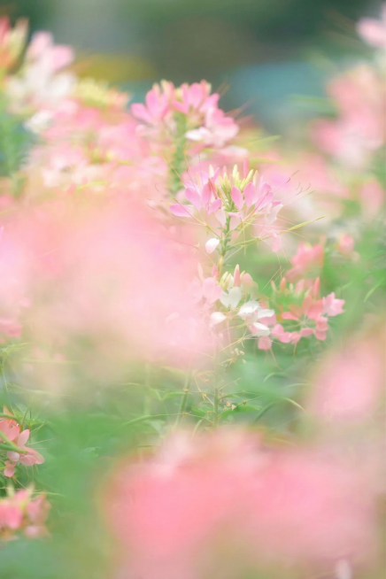 去除图片中所有的文字内容，保留花朵和背景的完整画面，整体风格画质和原图保持一致预览效果