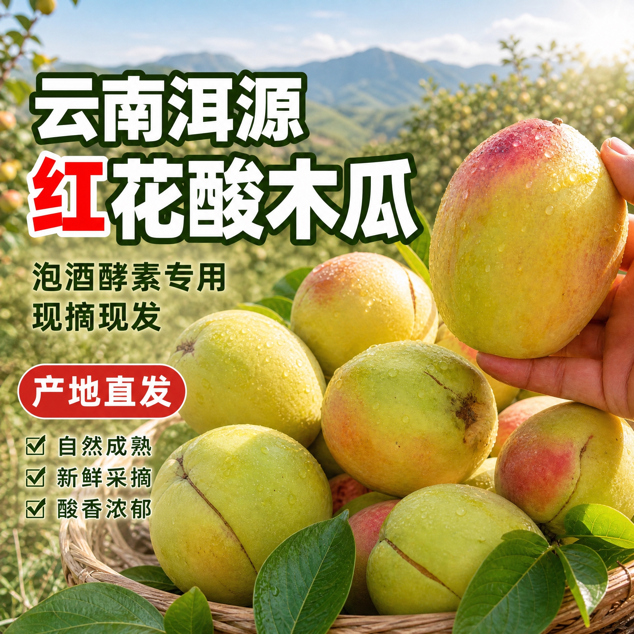 [主图-1 800x800 综合优化] 云南洱源红花酸木瓜首图… - 图片创意预览
