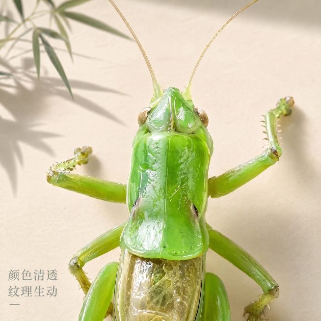 预览效果