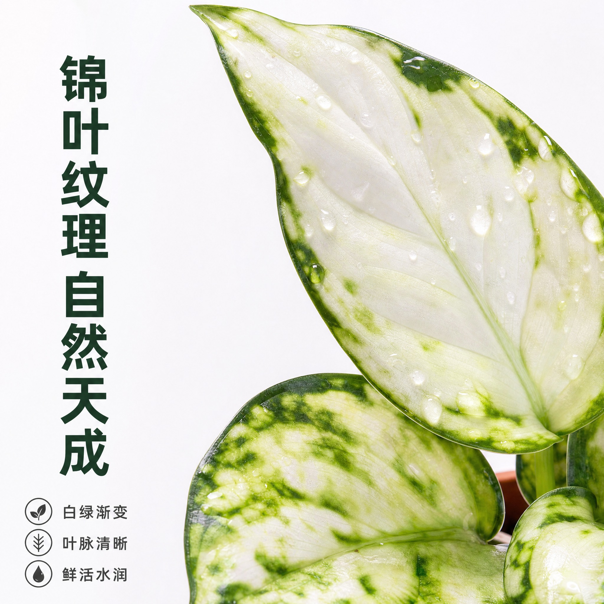 [主图-4] 白如意粗肋草叶片细节特写 展示锦叶纹理与高级质感… - 图片创意预览