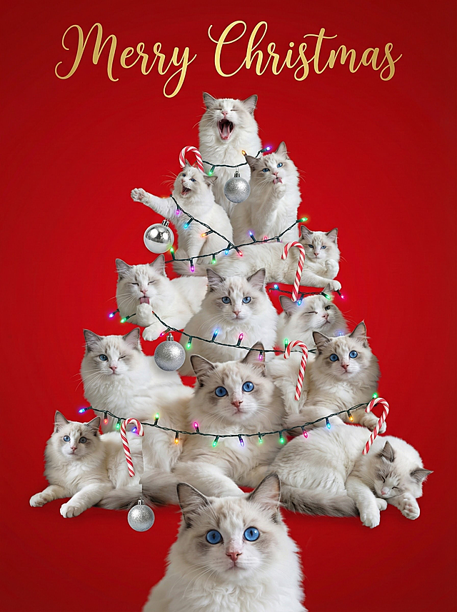 谁家的猫猫圣诞树！超可爱