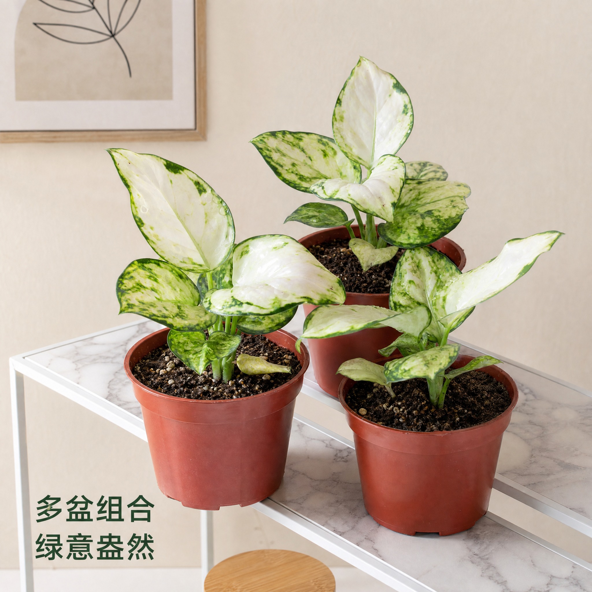 [主图-9] 白如意粗肋草多株组合场景主图，展示组盆/多盆摆放… - 图片创意预览