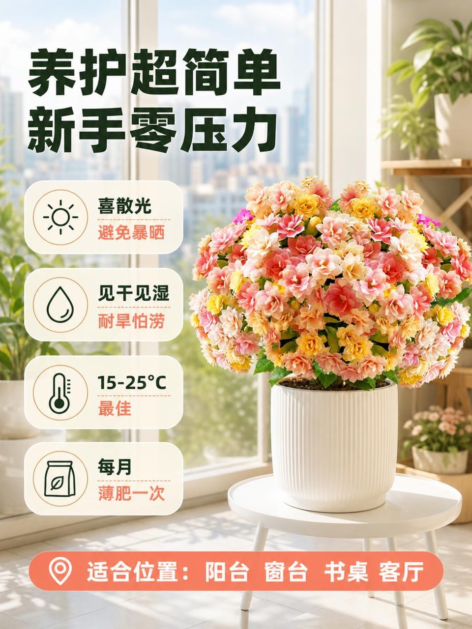 [主图-4] 养护信息与适配场景，说明长寿花的养护要点和适合摆… - 图片创意预览