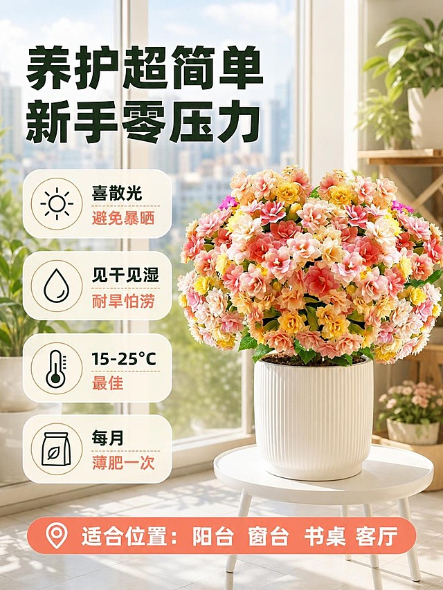 [主图-4] 养护信息与适配场景，说明长寿花的养护要点和适合摆放的位置，降低用户决策门槛。
[统一基调] 温馨居家生活感，自然柔和午后光线，整体色调温暖清新，主标题用粗黑体深墨绿色，辅助文字用暖棕色，强调色用橙粉色，卡片用浅米白半透明圆角样式，字体统一为无衬线粗体，字号层级分明。
[画面] 画面中央偏右为完整的变色龙长寿花盆栽，放在白色圆形花架上，背景是明亮的阳台场景，有落地窗、浅色瓷砖地面、远处城市建筑虚化。左侧区域为养护信息展示区，用四个圆形图标加文字的形式呈现，图标风格统一为线条简约风。盆栽主体占比约50%，位置偏右，左侧留出充足信息空间。
[光影质感] 商业摄影质感，阳台自然光充足，光线从左侧落地窗照入，植物叶片有自然光泽，花盆底部有柔和阴影，整体明亮通透。
[配色] 背景以浅蓝天空、白色墙面、浅灰地面为主，植物翠绿花朵粉橙黄，图标与文字深墨绿、暖棕色、橙粉色搭配，清新明快。
[文字版式] 顶部主标题"养护超简单 新手零压力"大号粗体深墨绿色。左侧四个养护要点纵向排列，每个配圆形图标：1. 光照图标（小太阳）+"喜散光 避免暴晒"；2. 浇水图标（水滴）+"见干见湿 耐旱怕涝"；3. 温度图标（温度计）+"15-25℃最佳"；4. 施肥图标（肥料袋）+"每月薄肥一次"。底部横条标注"适合位置：阳台 窗台 书桌 客厅"，橙粉色底白字。文字均在左侧和底部，不遮挡盆栽主体。
[输出要求] 比例3:4，文字清晰可读，产品清晰完整，无变形、错字、模糊、杂乱、水印、平台Logo。