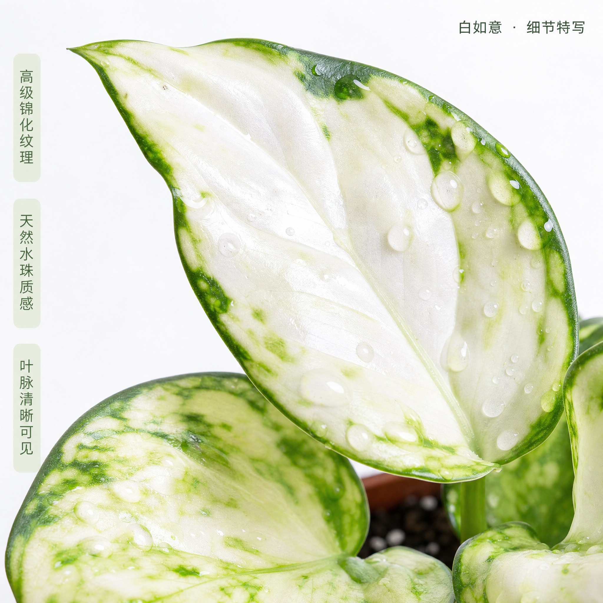 [主图-3] 白如意粗肋草叶片细节特写图，唯一任务：近距离展示… - 图片创意预览