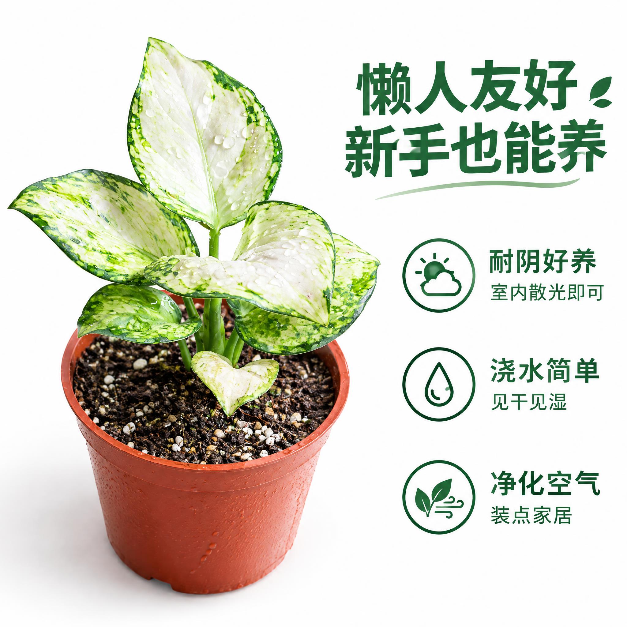 [主图-8] 养护卖点信息图，白如意粗肋草为主，展示易养耐阴特… - 图片创意预览