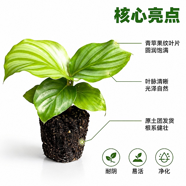 电商主图第二张，青苹果竹芋苗核心亮点图。白色背景真实质感商业摄影。画面中心偏左放置青苹果竹芋苗正面全貌，叶片舒展，青绿色条纹清晰，带原土团。商品主体占画面约65%。右侧以产品为中心引出三条细引线标注卖点：上方引线指向叶片顶端，配圆形光点，旁写"青苹果纹叶片 圆润饱满"；中间引线指向叶面中部，旁写"叶脉清晰 光泽自然"；下方引线指向土团，旁写"原土团发货 根系健壮"。右上角大标题"核心亮点"，深绿色粗体字。底部三个小图标横向排列，分别配文字"耐阴""易活""净化"。整体白底干净，信息层次分明。保持青苹果竹芋苗外观与输入产品图绝对一致。1:1正方形构图，文字清晰可读，超高清商业摄影质感。负向提示：变形、文字错乱、产品模糊、背景杂乱、水印、电商平台Logo。
