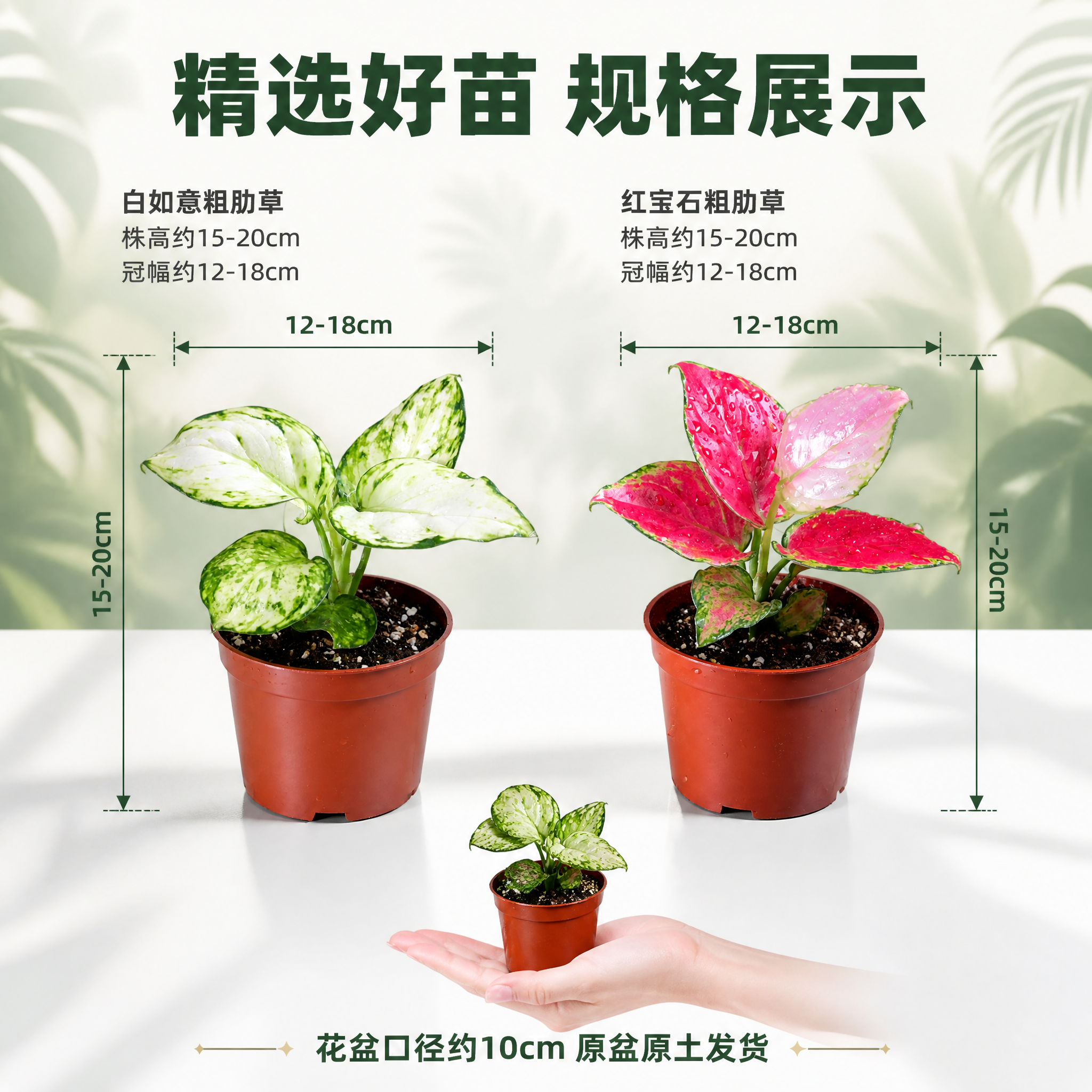 [主图-9] 白如意与红宝石粗肋草 规格尺寸展示主图。 [统一… - 图片创意预览
