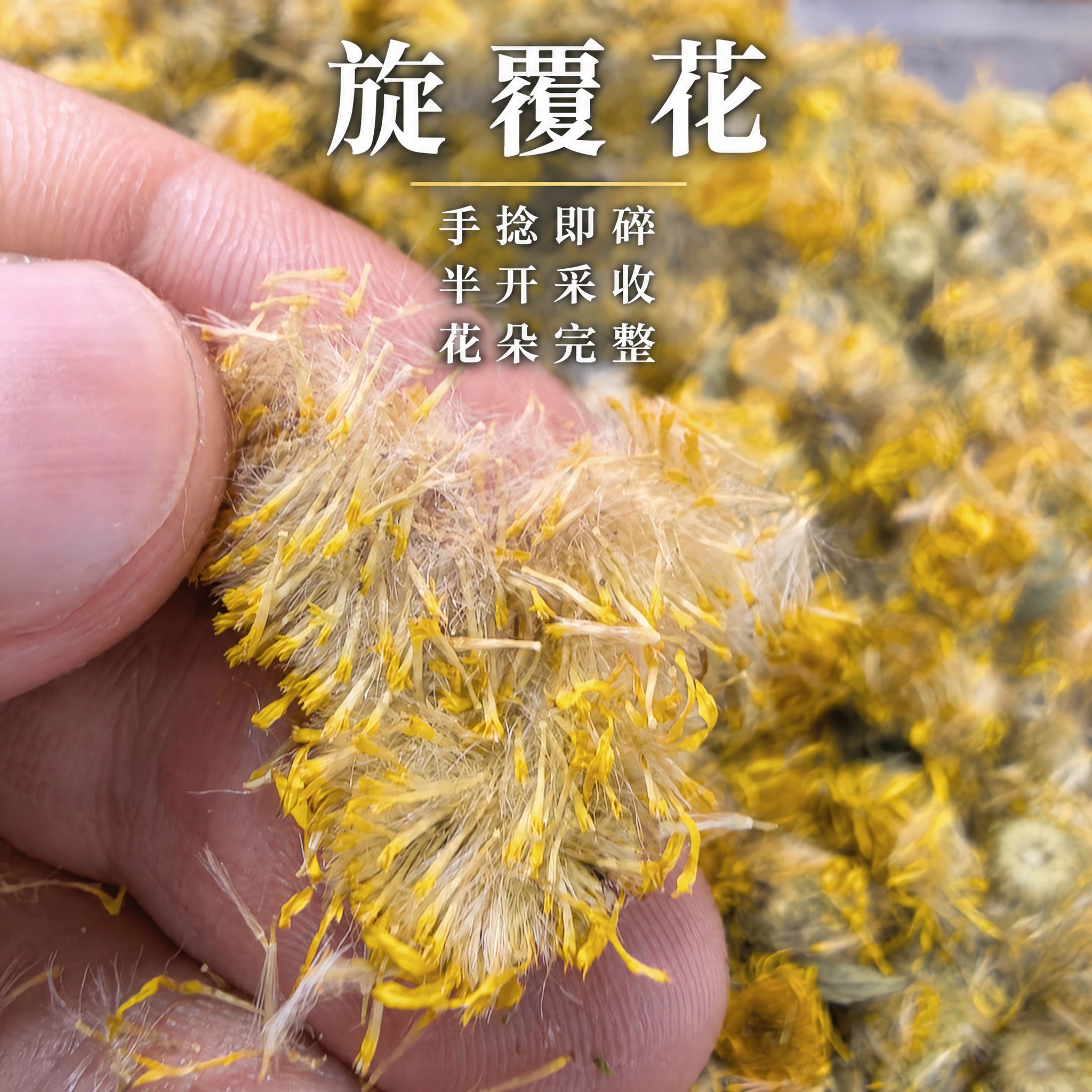 基于上传的旋覆花素材进行主图创作，严格使用上传素材，完整保留原… - 图片创意预览