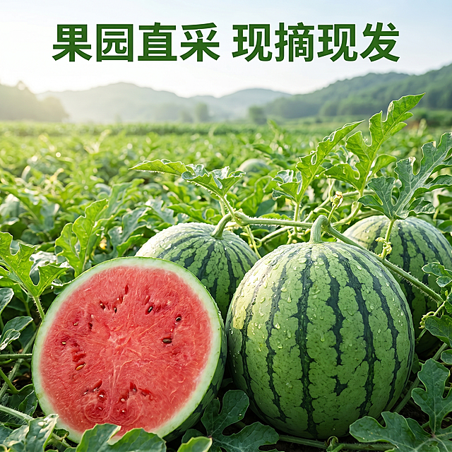 [主图-8] 展示2K手撕小糖丸西瓜源产地果园环境
[氛围风格] 原生态新鲜，自然绿色，传递源头直采信任感
[画质] 商业摄影质感、光线柔和通透、产品清晰真实、画面干净高级
[元素] 保持2K手撕小糖丸薄皮西瓜外观与输入产品图绝对一致，杜绝任何变形和色差。挂在藤曼上的生长状态小糖丸西瓜，周围是翠绿西瓜叶和果园背景，展示原生态采摘场景，西瓜主体占比约60%，背景是成片西瓜田
[光影] 清晨自然阳光，露水挂在西瓜表面，清新自然，光线柔和
[配色] 大片绿色果园搭配红绿西瓜，自然原生态配色
[视角构图] 平视场景构图，主体突出，背景交代产地环境
[文字版式] 顶部文案「果园直采 现摘现发」绿色粗体，贴合产地主题，不遮挡主体
[比例分辨率] 1:1比例，2k分辨率，文字清晰可辨，超高清
[负向提示词] 变形，水印，文字错乱，产品图模糊，背景杂乱，遮挡主体，配色刺眼
