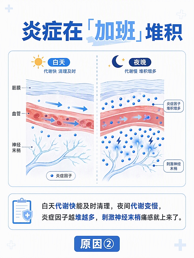 小红书笔记内页图，竖版3:4，蓝白医疗科普插画风格。顶部大标题：「炎症在『加班』堆积」。画面中间是一个人体局部筋膜和血管的剖面示意图，白天一侧有快速流动的代谢箭头和少量炎症因子，夜晚一侧流动变慢、炎症因子堆积成很多蓝色小点刺激神经末梢。左右对比，中间用虚线分开。下方配说明文字：「白天代谢快能及时清理，夜间代谢变慢，炎症因子越堆越多，刺激神经末梢痛感就上来了」。底部标签「原因②」。白底浅蓝医学插画风格，线条清晰，扁平设计，与参考图膝盖系列画风一致。文字清晰，四周留安全边距。