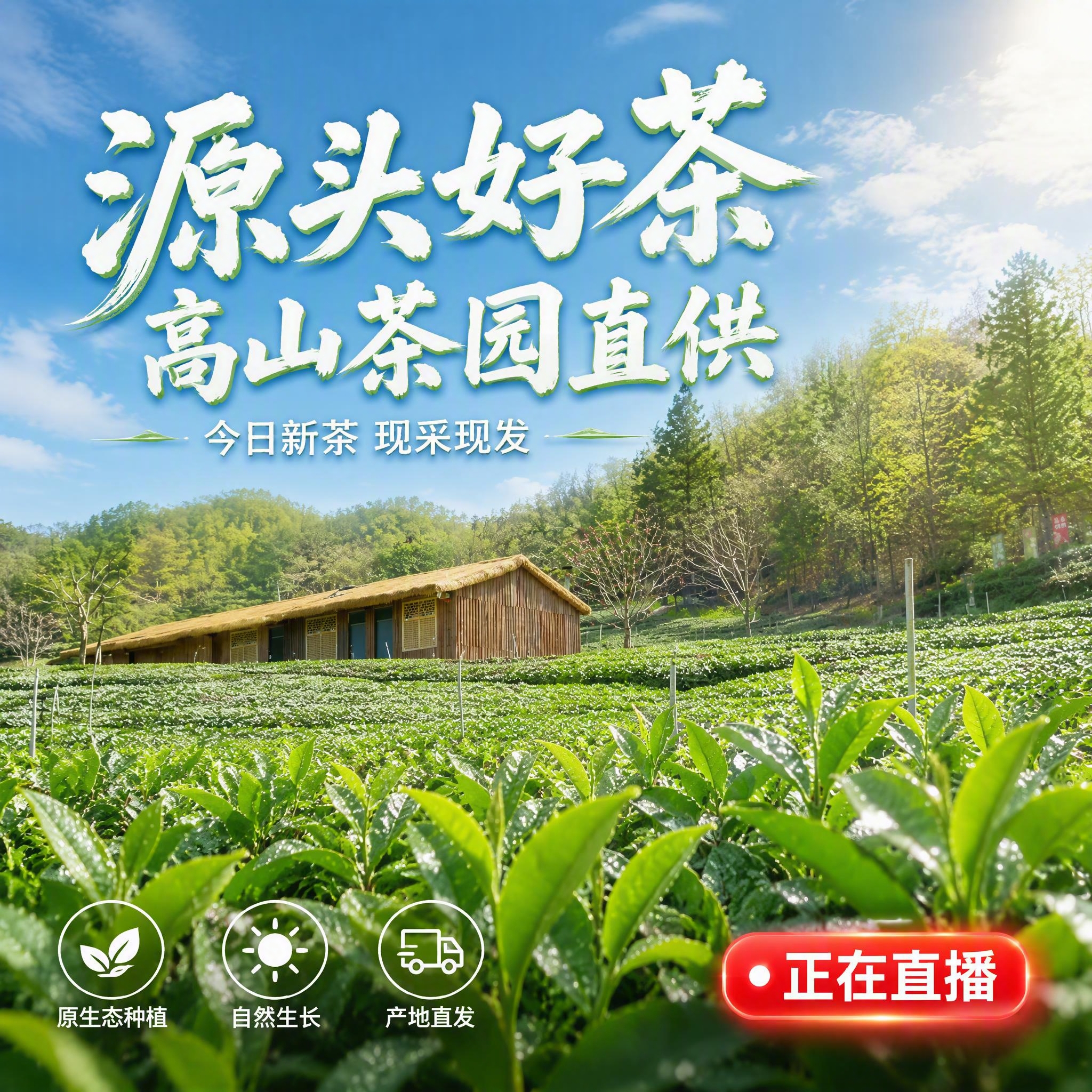 [单张主图] 生态茶园抖音直播封面主图，高级氛围感路线，突出原… - 图片创意预览