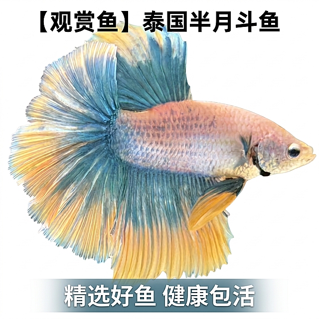 [主图 1] 泰国半月斗鱼商品首图。
[氛围风格] 真实商业摄影，干净清爽商品展示风
[画质] 商业摄影质感、光线柔和通透、斗鱼清晰真实、画面干净高级
[元素] 泰国半月斗鱼居中展示，突出夸张宽大的扇形尾巴，保持斗鱼原有颜色：身体粉橙渐变，尾巴蓝黄渐变边缘黄色。背景替换为纯白色，主体商品占比约70%，保持斗鱼外形结构和颜色与输入图片绝对一致，杜绝任何变形和色差，精细化处理。
[光影] 顶部柔和主光均匀照亮斗鱼整体，侧面补光勾勒出尾巴飘逸纹理，白色背景干净无阴影
[配色] 纯白色背景，突出斗鱼本身的蓝黄粉色彩
[视角构图] 平视拍摄，斗鱼完整居中展示，画面无边框满铺
[文字版式] 顶部居中放置主标题，"【观赏鱼】泰国半月斗鱼"，字体黑色粗体无衬线，主标题字号最大；底部半透明悬浮条服务承诺："精选好鱼 健康包活"，白色文字清晰易读，不遮挡主体
[比例分辨率] 1:1 比例，2k 分辨率；文字清晰锐利，画面超高清
[负向提示词] 变形，水印，文字错乱，产品图模糊，背景杂乱，尾巴缺失，色彩失真