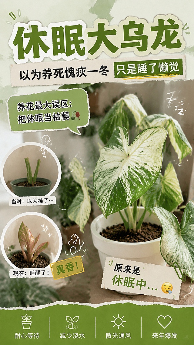 真实照片拼贴风格手账贴纸设计的活动切片海报，参考风格：幽默案件感，绿色主题。主标题是"休眠大乌龙"，副标题是"以为养死愧疚一冬 只是睡了懒觉"，装饰文案为"养花最大误区：把休眠当枯萎🥀"。画面拼贴彩叶芋植物元素，手账撕边边框，整体为9:16竖版，排版精美，配色以绿色为主，清新幽默氛围，所有文字清晰可读，保留参考图的拼贴贴纸版式和绿色标题设计。