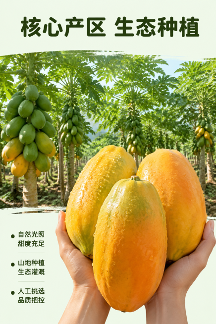 [第2屏] 核心产地展示-木瓜果园原产地实拍。
[氛围/风格] 原生态产地风，自然真实，突出新鲜采摘感，商业摄影质感。
[元素布局] 画面上半部分是真实木瓜果园实景，成片木瓜树挂着新鲜木瓜，绿意盎然；预览效果