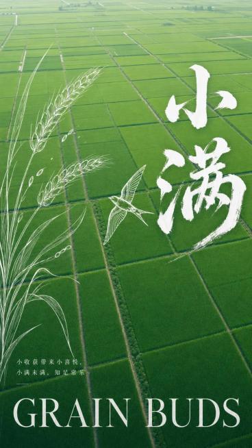 修改这张竖版小满节气海报：1. 调整为清晰的高空航拍俯拍视角；2. 将稻田颜色改为更高饱和度的鲜艳绿色；3. 将画面最下方的英文字"GRAIN BUDS"倍数放大；4. 将英文字上方的两行中文"小收获预览效果