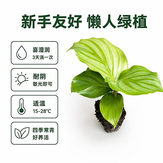 电商主图第六张，青苹果竹芋苗养护优势图。纯白背景。画面右侧放置一株完整的青苹果竹芋苗，叶片舒展，状态良好。左侧上下排列四个带图标的卖点卡片，竖向排列：第一个卡片配水滴图标写"喜湿润 3天浇一次"，第二个卡片配遮阳图标写"耐阴 散光即可"，第三个卡片配温度计图标写"适温15-28℃"，第四个卡片配叶子图标写"四季常青 好养活"。顶部大号粗体字写"新手友好 懒人绿植"。文字颜色深绿色，图标为简约线条风格。商业摄影质感，光线柔和均匀。1:1正方形构图，超高清2K画质，文字清晰锐利。保持青苹果竹芋苗外观与输入产品图绝对一致，杜绝变形和色差。