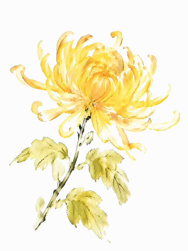 将这朵水墨菊花的叶子调整为浅黄绿色，保持水墨晕染风格和纯白色背景不变，保留原画面构图和黄色花朵，调整叶子色彩为浅黄偏绿