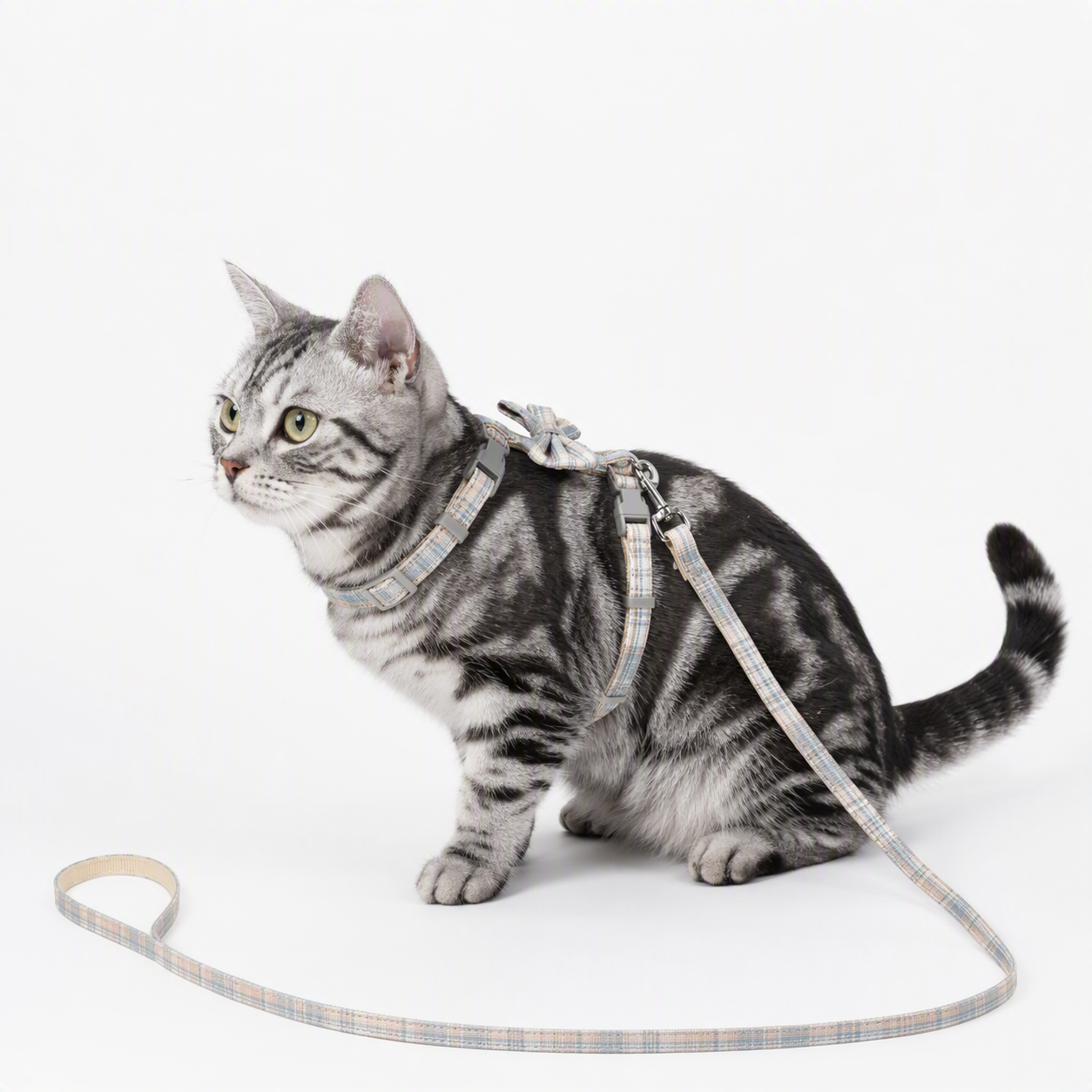 将图1中的猫咪品种改为美短（美国短毛猫，银虎斑花纹，清晰的灰黑… - 图片创意预览