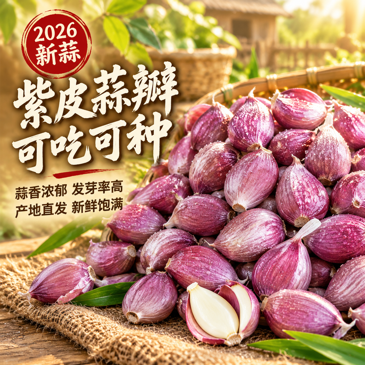 [主图-1] 首图点击率，突出2026年新紫皮大蒜瓣可吃可播种… - 图片创意预览