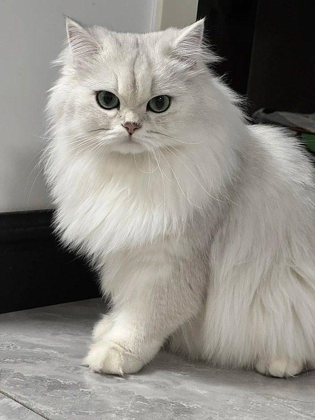 人物戴着墨镜拿着一个春联”马到成功”，眼神明亮表情自然状态。人物下面一层为九宫格在不同场景中拿着不同的春联“恭喜发财”“马到成功”“万事顺遂”等，人物有不同的动作和视角（包含躺着，站着，蹲着等不同视角），九宫格大小面积完全相同。