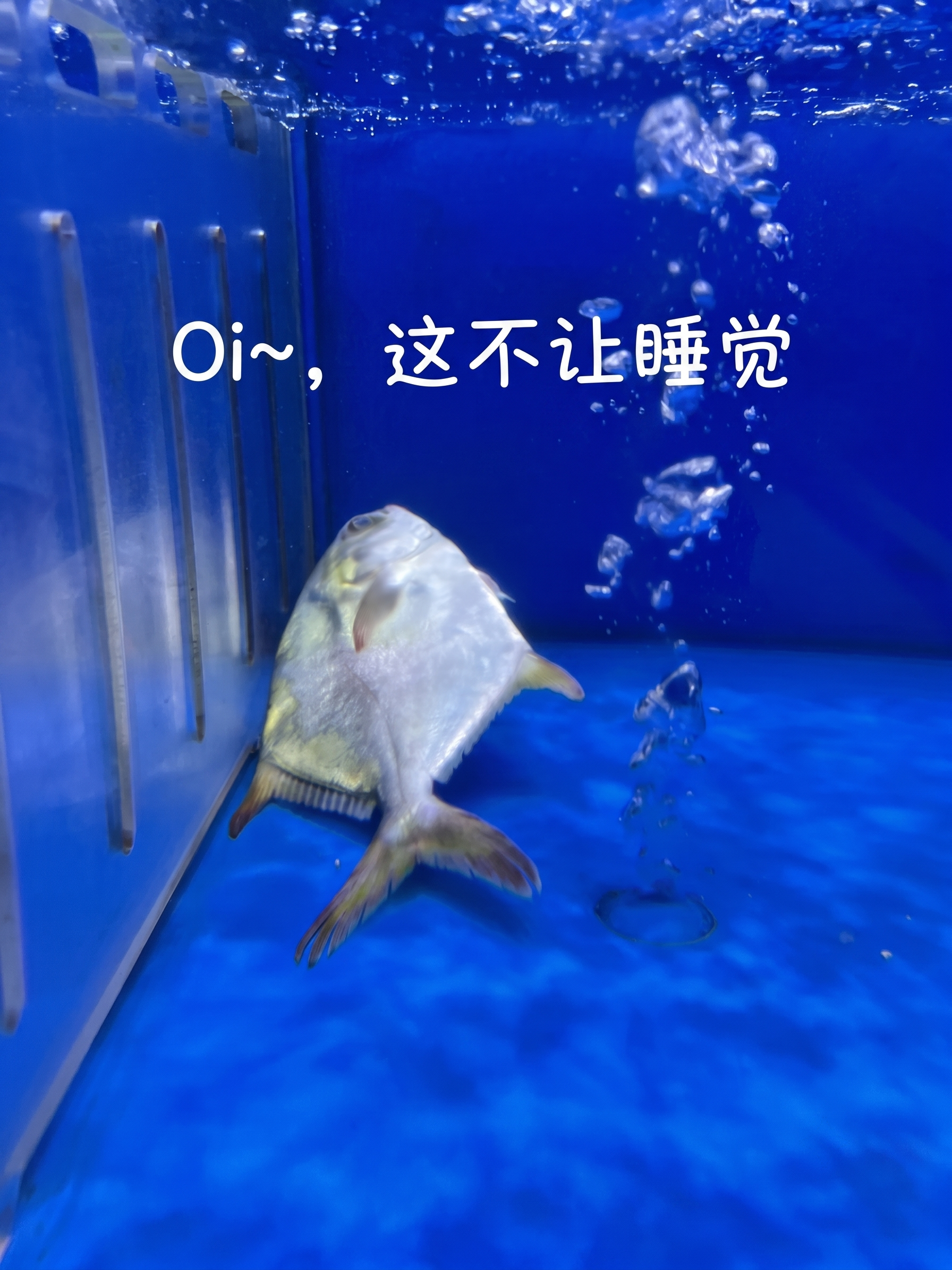 不改变图片原有样式和构图，添加文字“Oi~，这不让睡觉”，保留… - 图片创意预览
