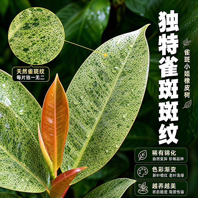 [主图-2] 叶片细节特写 雀斑斑纹展示。
[统一基调] 拼多多风格 大字直白 热带雨林主题 深绿雨林背景配金色强调色 主标题白色粗体大字 辅助文案浅绿或白色 字体为粗黑非衬线体 卡片用半透明深绿圆角矩形 图标简洁线性。
[画面] 雀斑小姐橡皮树叶片大特写 占画面主体 放大展示叶片上独特的雀斑状斑纹 新叶橙红色与老叶浅绿色对比明显 叶脉清晰可见 叶面有蜡质光泽 带少量水珠 背景虚化的雨林绿叶 突出叶片细节 左侧放放大标注线指向斑纹区域。
[光影质感] 微距摄影质感 侧光突出叶片纹理和斑纹层次 叶面反光自然 水珠晶莹 背景虚化柔和 景深效果。
[配色] 叶片主色浅绿带深绿雀斑斑点 新叶橙红 背景深绿虚化 标题白色 标注线金黄色。
[文字版式] 右侧竖排主标题"独特雀斑斑纹"白色粗体大字 下方三个小卖点"稀有锦化" "色彩渐变" "越养越美" 每个配小图标 斑纹放大区域旁加标注"天然雀斑纹 每片独一无二"。
[输出要求] 1:1正方形 2048px 叶片纹理清晰 斑纹细节清楚 文字清晰 无水印 无平台logo 禁止模糊 变形。