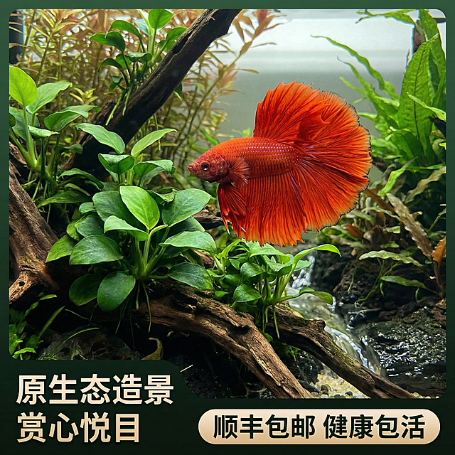 [主图 3 造景场景展示]
[主图主题] 泰国大红袍斗鱼造景展示图
[氛围/风格] 自然生态水族风，氛围感突出
[画面元素] 参考原图保留大红袍斗鱼完整外形，将斗鱼放置在布置好的草缸造景场景中，周围有水榕沉木和清澈水流，自然柔和的水族灯光，斗鱼自然游动，整体场景自然和谐，展示斗鱼在造景缸中的观赏效果
[配色色系] 主色调：自然青绿色（水草）；辅助色：斗鱼火红橙红色
[视角构图] 平视全景，景深适中，主体清晰
[文字版式] 左下角标题“原生态造景 赏心悦目”，粗黑体白色；底部半透明悬浮条，文字“顺丰包邮 健康包活”居中排列，白色字体，不遮挡主体斗鱼
[比例分辨率] 1:1 比例，2k 分辨率