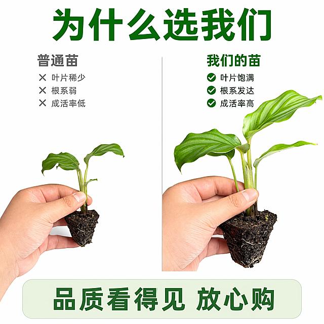 [主图-8] 青苹果竹芋苗规格对比图 白底
[氛围风格] 信息对比图 白底清晰明了 电商主图
[画质] 商业摄影质感 产品清晰 对比明确 超高清
[元素] 画面左右对比布局 左侧是普通小苗 叶片少而小 右侧是青苹果竹芋苗优质苗 叶片多而大 翠绿饱满 中间用竖线分隔 右侧苗明显更壮更健康 两个苗都是带土团穴盘苗 保持青苹果竹芋苗优质苗外观与输入产品图绝对一致 杜绝任何变形和色差 精细化处理
[光影] 左右两侧光线均匀一致 都是柔光照明 叶片有自然光泽 土团纹理清晰
[配色] 主色翠绿 辅色纯白背景 分隔线浅灰色
[视角构图] 左右对比构图 两苗大小形成鲜明对比 中间分隔线 上下留白
[文字版式] 顶部居中大标题"为什么选我们" 深绿色粗体 左侧上方标注"普通苗" 灰色字 下方三个灰色叉号+文字 "叶片稀少""根系弱""成活率低" 右侧上方标注"我们的苗" 深绿色粗体 下方三个绿色对勾+文字 "叶片饱满""根系发达""成活率高" 底部通栏浅绿底 中间文字"品质看得见 放心购" 深绿色 文字清晰不遮挡主体
[输出要求] 1:1比例 文字清晰可辨 超高清商业摄影质感
[负向提示词] 变形 文字错乱 产品图模糊 背景杂乱 水印 电商平台Logo 花盆