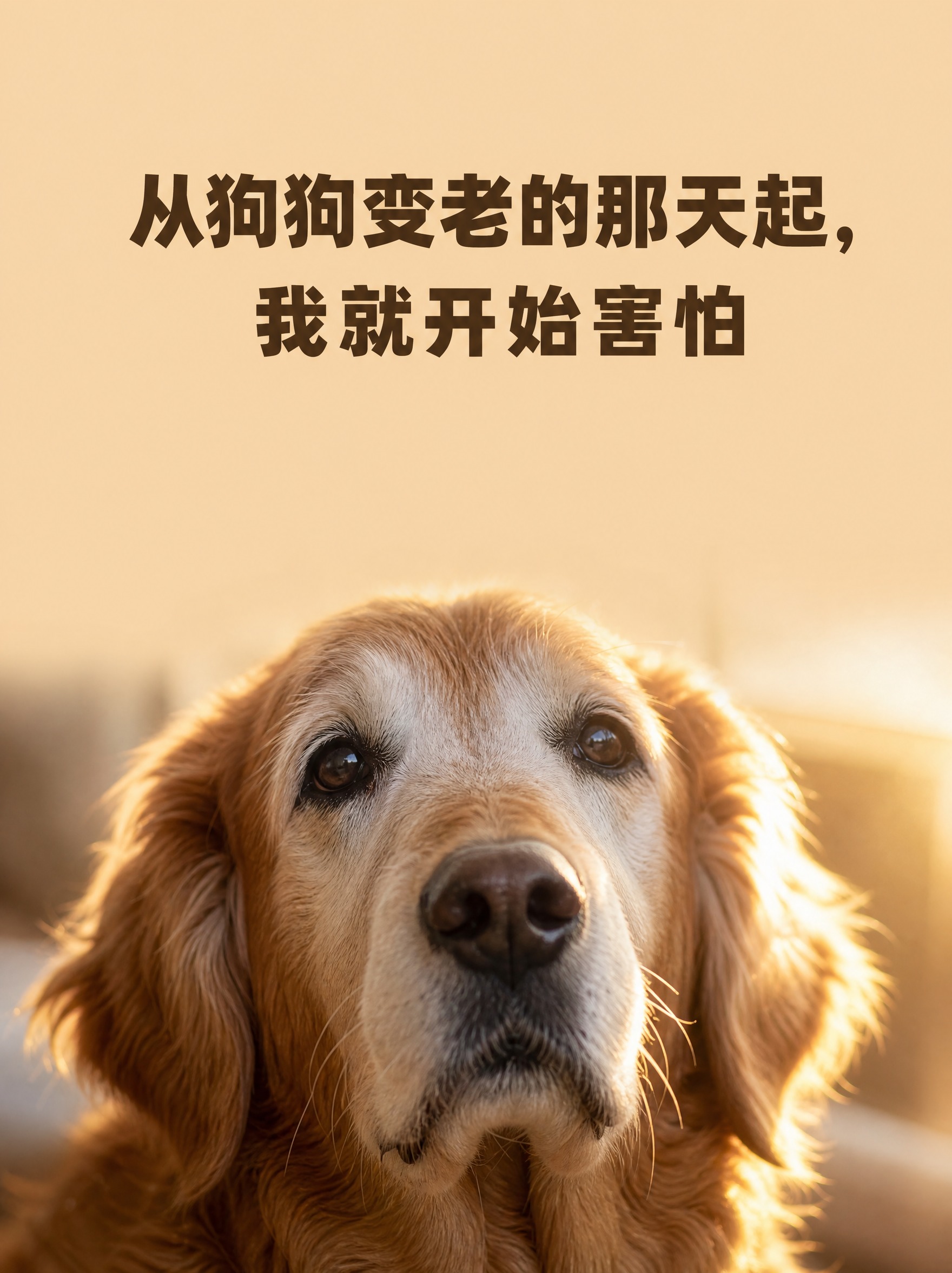 特写镜头，一只老年金毛犬的脸部居中偏下位置，口鼻部毛发明显变白… - 图片创意预览