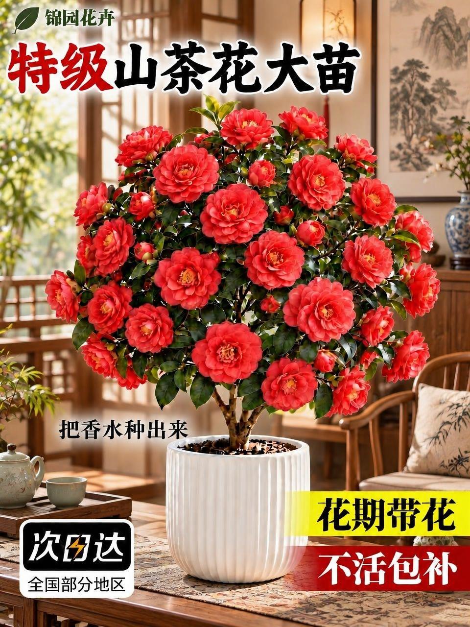 保留图中的山茶花盆栽主体和所有文字信息（锦园花卉、特级山茶花大… - 图片创意预览