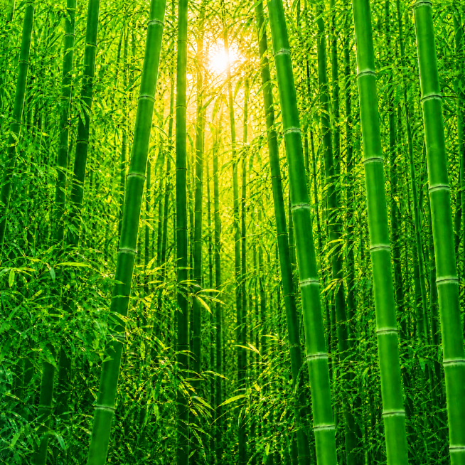 进一步加深和提亮竹子的绿色，让整体竹色更鲜更绿，保留原茂密竹林构图和暖金色阳光，保持画面干净无文字预览效果