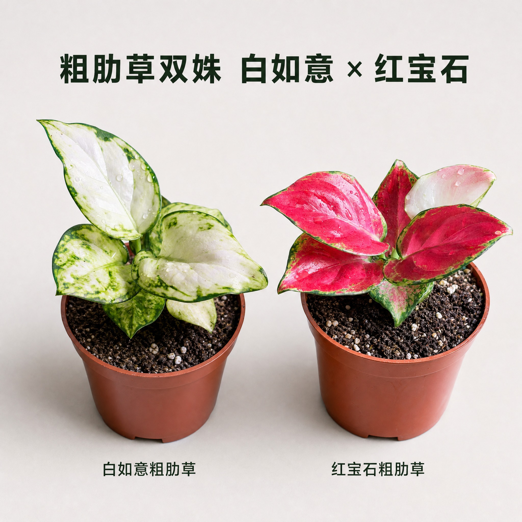 [主图-9 红宝石粗肋草 双株组合展示图] 红宝石粗肋草与白如… - 图片创意预览