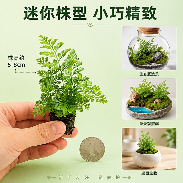 [主图-4] 狼尾蕨尺寸参考与多场景适配图
[氛围风格] 清新自然信息图风格，简洁明了，商业摄影质感
[画质] 超高清商业摄影质感，画面干净清晰，信息易读
[元素] 画面采用左右分栏布局。左侧：一只手（仅露出手指部分自然持握）轻轻托着狼尾蕨土团幼苗，展示真实大小比例，保持狼尾蕨外观与输入产品图一致，杜绝变形色差。旁边放一枚一元硬币作参照物，直观体现迷你株型。背景是纯净的浅绿渐变背景，简洁干净。右侧：上下排列三个小场景缩略图，分别展示狼尾蕨在「玻璃生态瓶」「苔藓微景观」「桌面小花盆」中的造景效果小图，每个小图下方有文字标注。商品主体（手持幼苗）占左侧画面约60%。
[光影] 柔和均匀的棚拍光线，主光从上方45°打下，辅光两侧补光，阴影柔和自然，整体明亮通透，叶片细节清晰。
[配色] 主色调翠绿（植物）+ 浅薄荷绿（背景）；辅色深绿（文字）、白色（卡片底）
[视角构图] 左侧平视居中构图，右侧三张小图纵向排列，整体左右平衡，信息层级清晰
[文字版式] 顶部大标题"迷你株型 小巧精致"，深绿色粗体大号，居中。左侧手托植株旁标注尺寸文字"株高约5-8cm"，深绿色中等字号。右侧三张小图下方分别标注：「生态瓶造景」「微景观搭配」「桌面盆栽」，深绿色小号字居中。底部小字"新手友好 易养护"，浅绿色细体。
[输出要求] 1:1比例，文字清晰可辨，超高清商业摄影质感
[负向提示词] 变形，文字错乱，产品模糊，背景杂乱，水印，电商平台Logo，多余的手，畸形手指，手部扭曲，人物面部