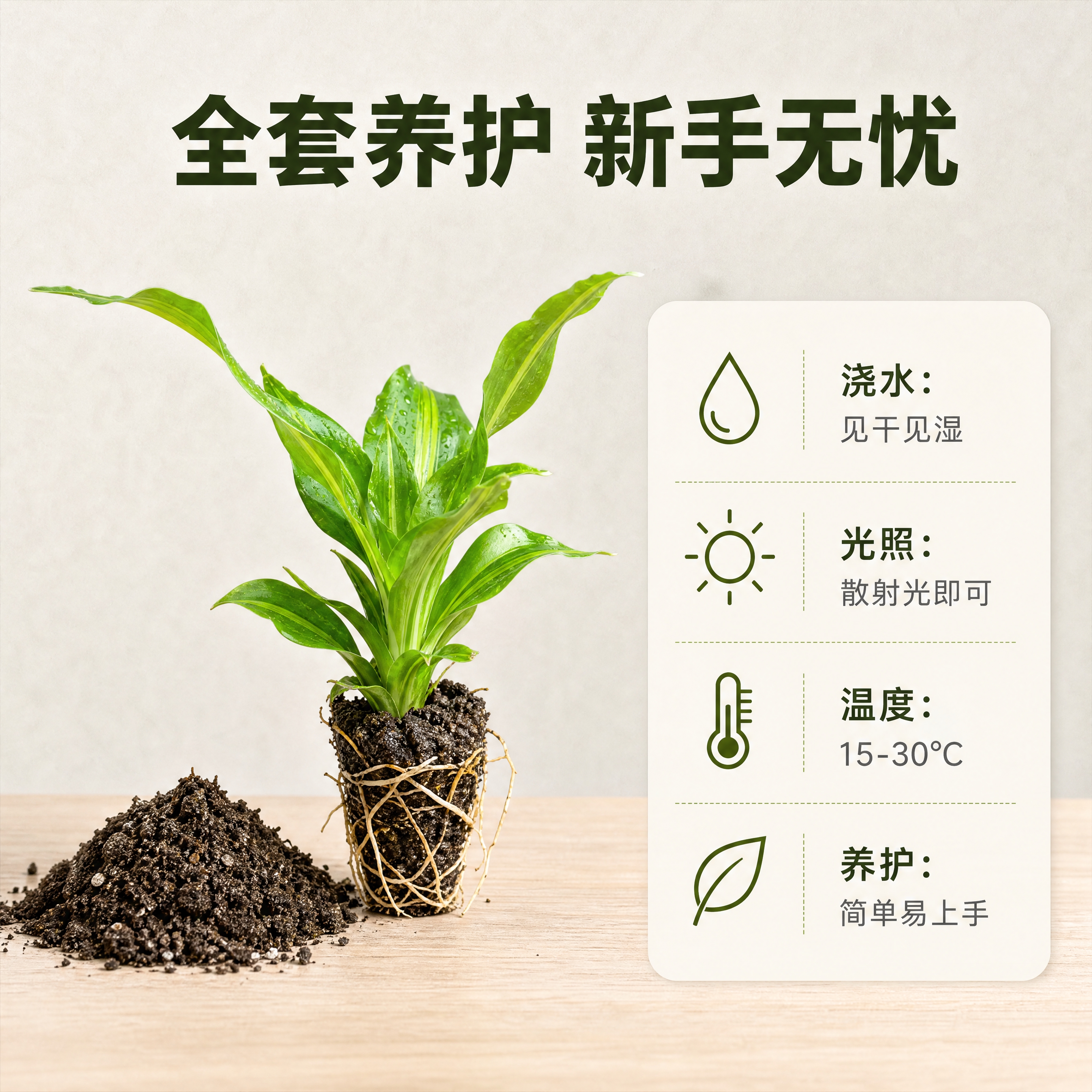 [商品] 使用【图2】金心也门铁裸根小苗作为主体；保留叶片金心… - 图片创意预览