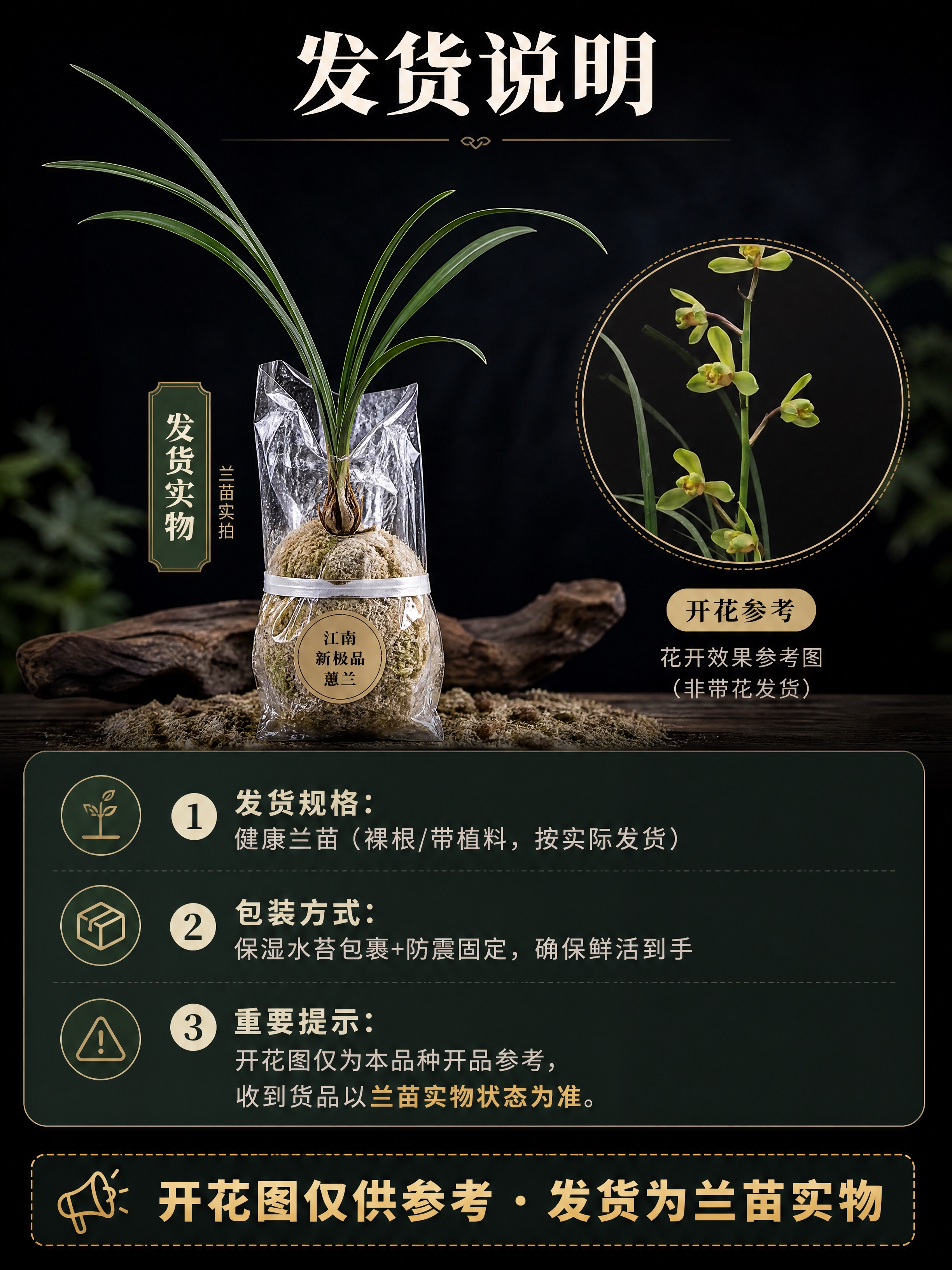 [商品] 使用【图1】江南新极品蕙兰参考图；保留兰叶形态与品种… - 图片创意预览