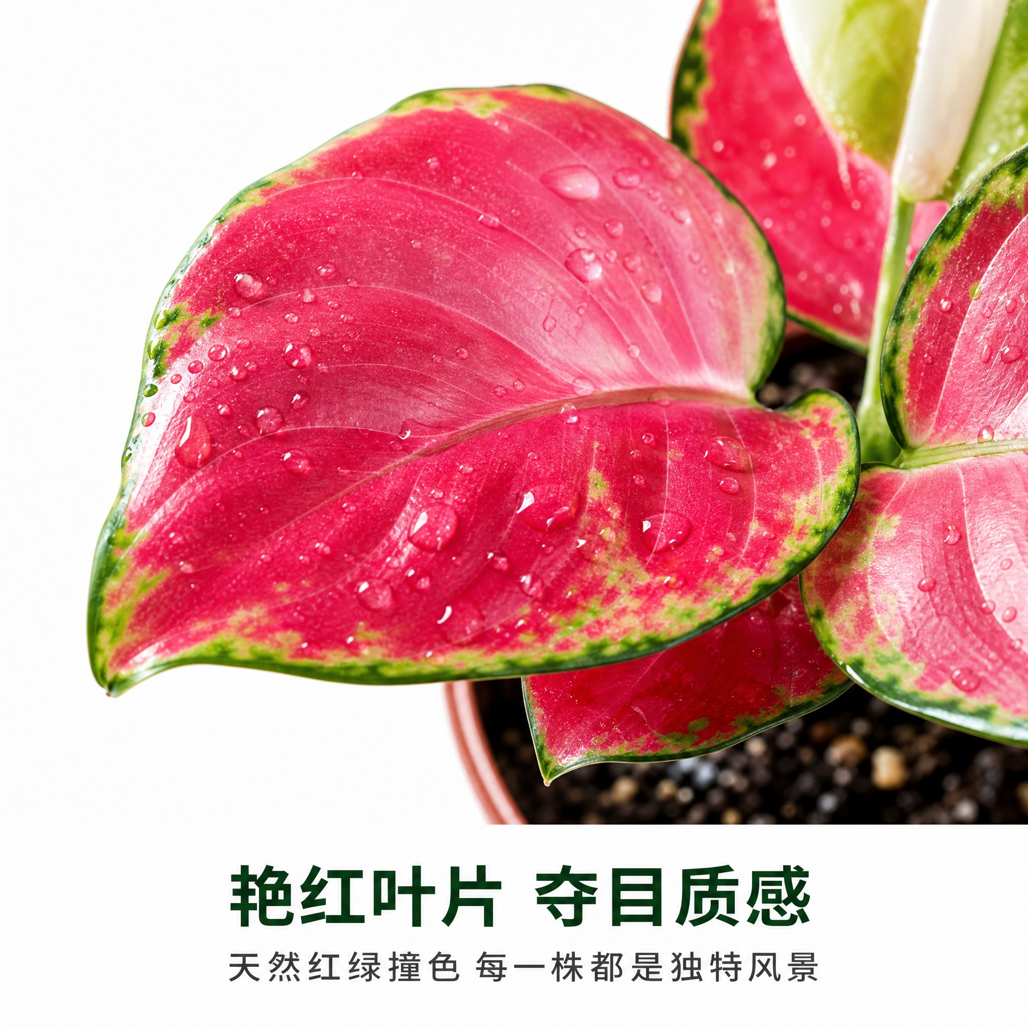 [主图-5] 红宝石粗肋草叶片细节特写主图，唯一任务是近距离展… - 图片创意预览