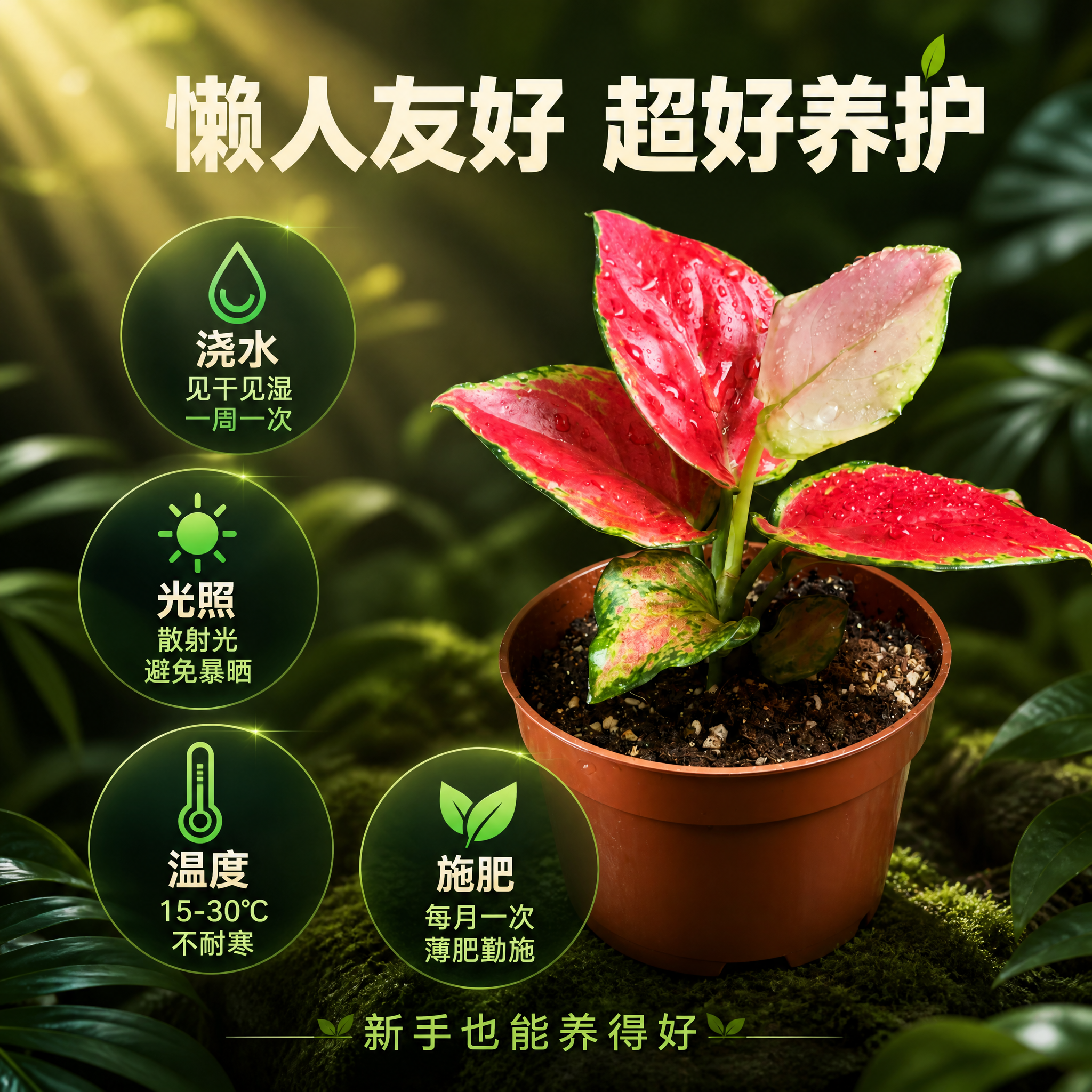 [主图-6] 粗肋草养护卖点信息主图。 [统一基调] 热带雨林… - 图片创意预览