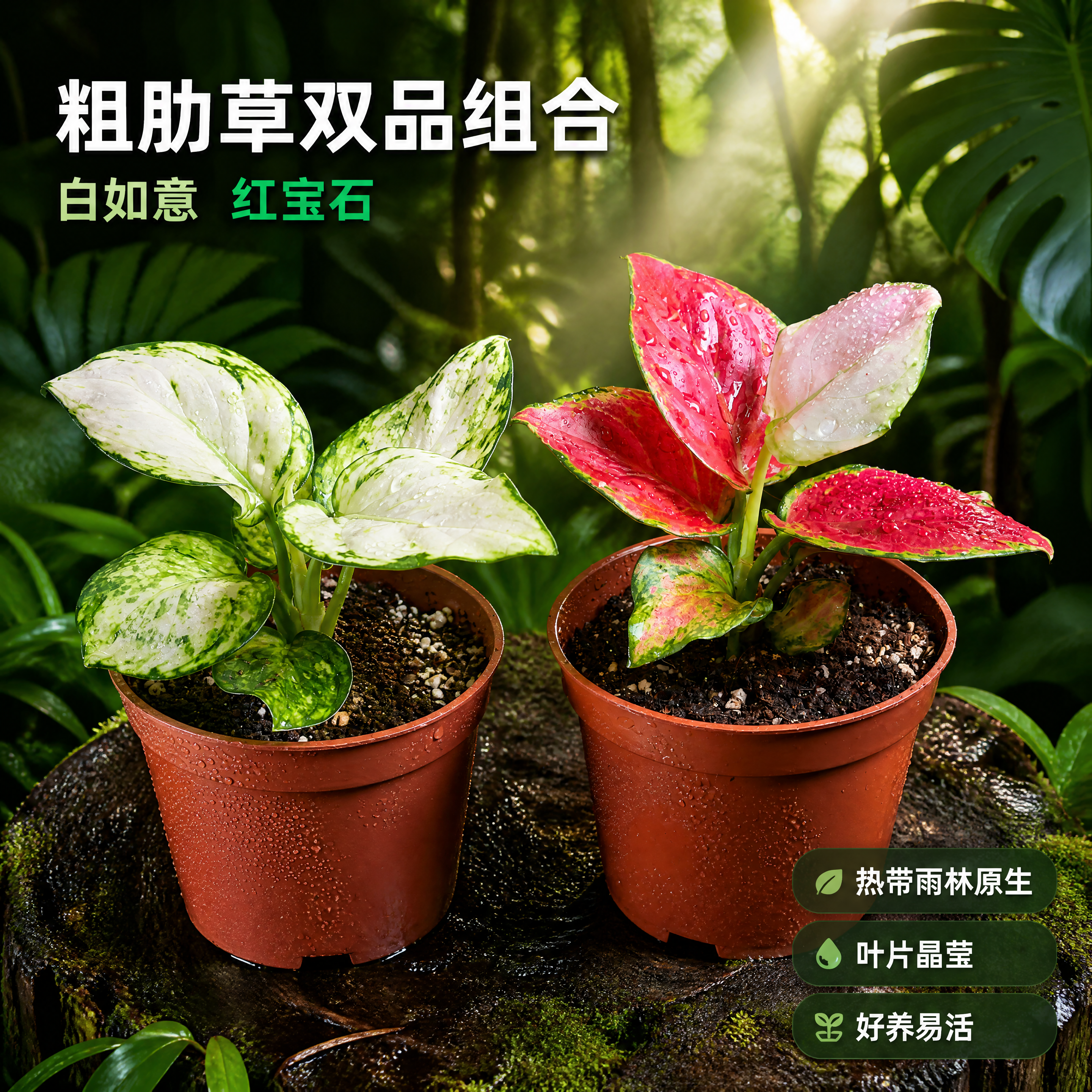 [主图-1] 白如意粗肋草和红宝石粗肋草双盆组合 热带雨林场景… - 图片创意预览