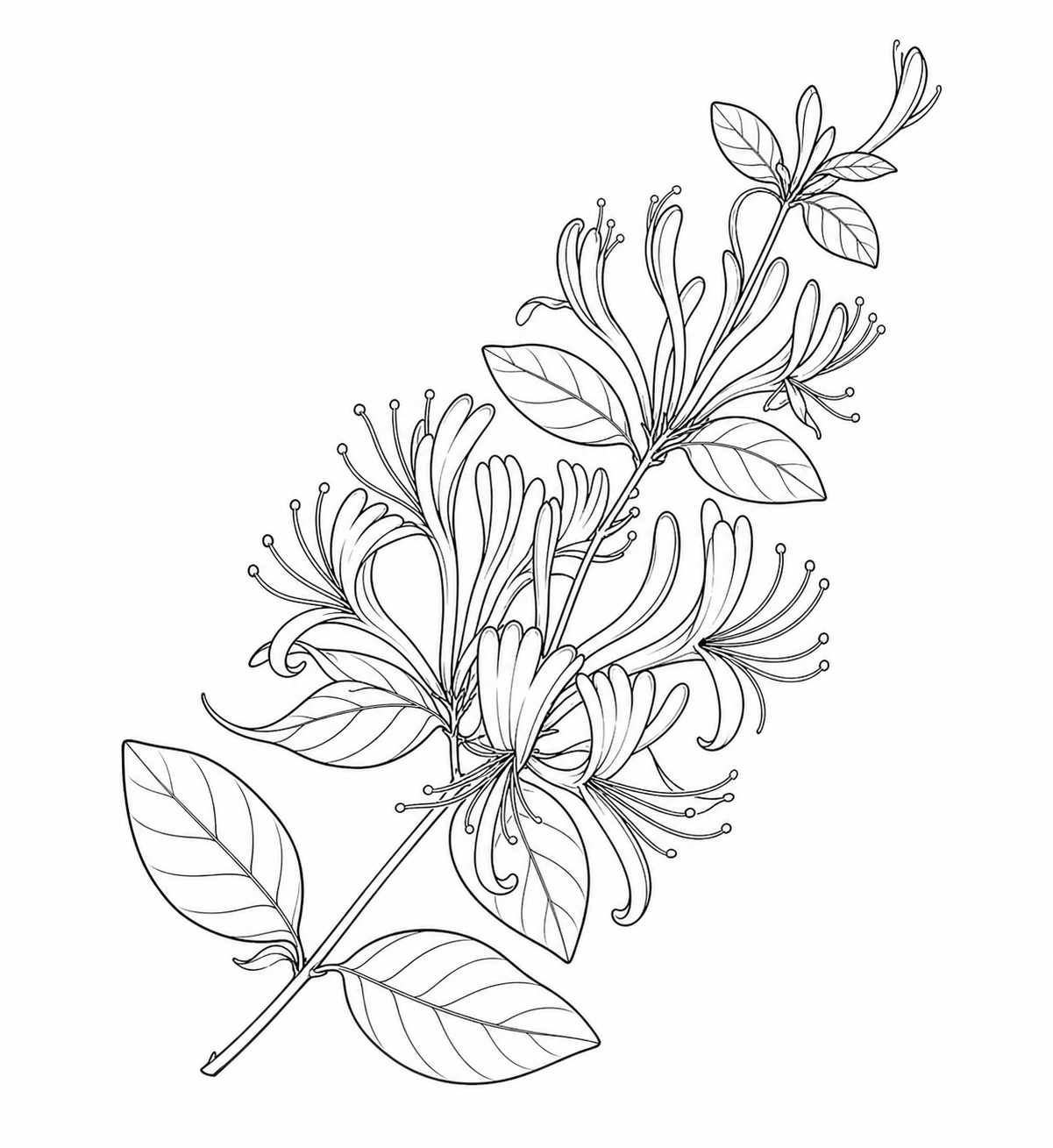 将图中的玫瑰花转换为金银花的黑白线稿，保持同款精细线条勾勒风格… - 图片创意预览