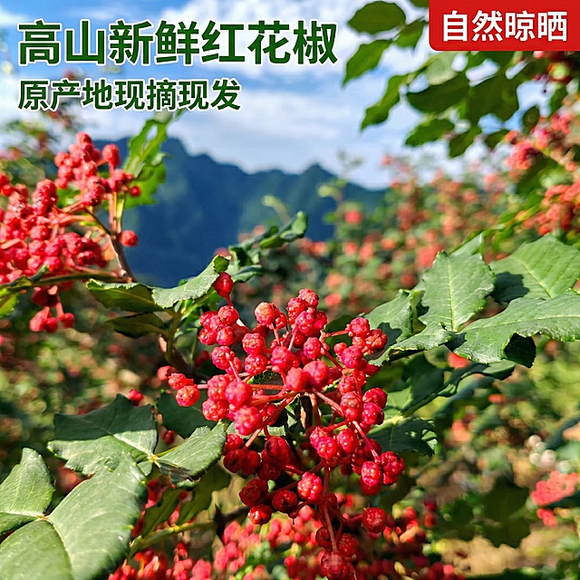 [主图 1] 枝头新鲜红花椒产地直拍首图
[氛围/风格] 原生态户外自然风，阳光通透，突出原产地新鲜品质
[画面元素] 基于原图优化，调整为1:1构图，保留枝头挂果的红花椒主体，红果绿叶对比鲜明，背景远山蓝天白云虚化处理，突出果实颗粒饱满红润的特点，提升色彩饱和度和通透感，让画面更诱人
[配色色系] 主色调：花椒鲜红、叶片翠绿；辅助色：蓝天蓝色，远山青黛色
[视角构图] 中心聚焦构图，主体花椒果簇居中，景深合适，背景虚化突出主体
[文字版式] 左上角主标题“高山新鲜红花椒”加粗绿色字体，副标题“原产地现摘现发”字号缩小，右上角红底白字标签“自然晾晒”，所有文字不遮挡主体果实
[比例分辨率] 1:1比例，2k分辨率。